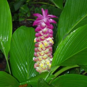 Curcuma amada 'Mango Ginger' - Gingerwood Nursery