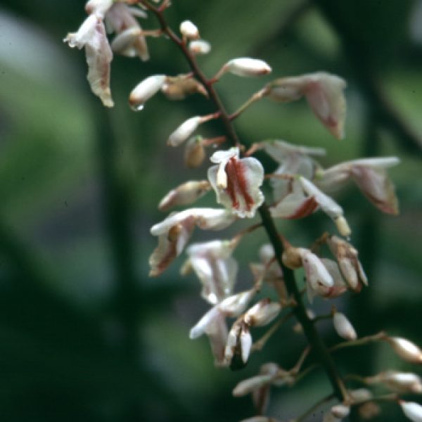 Alpinia Formosana