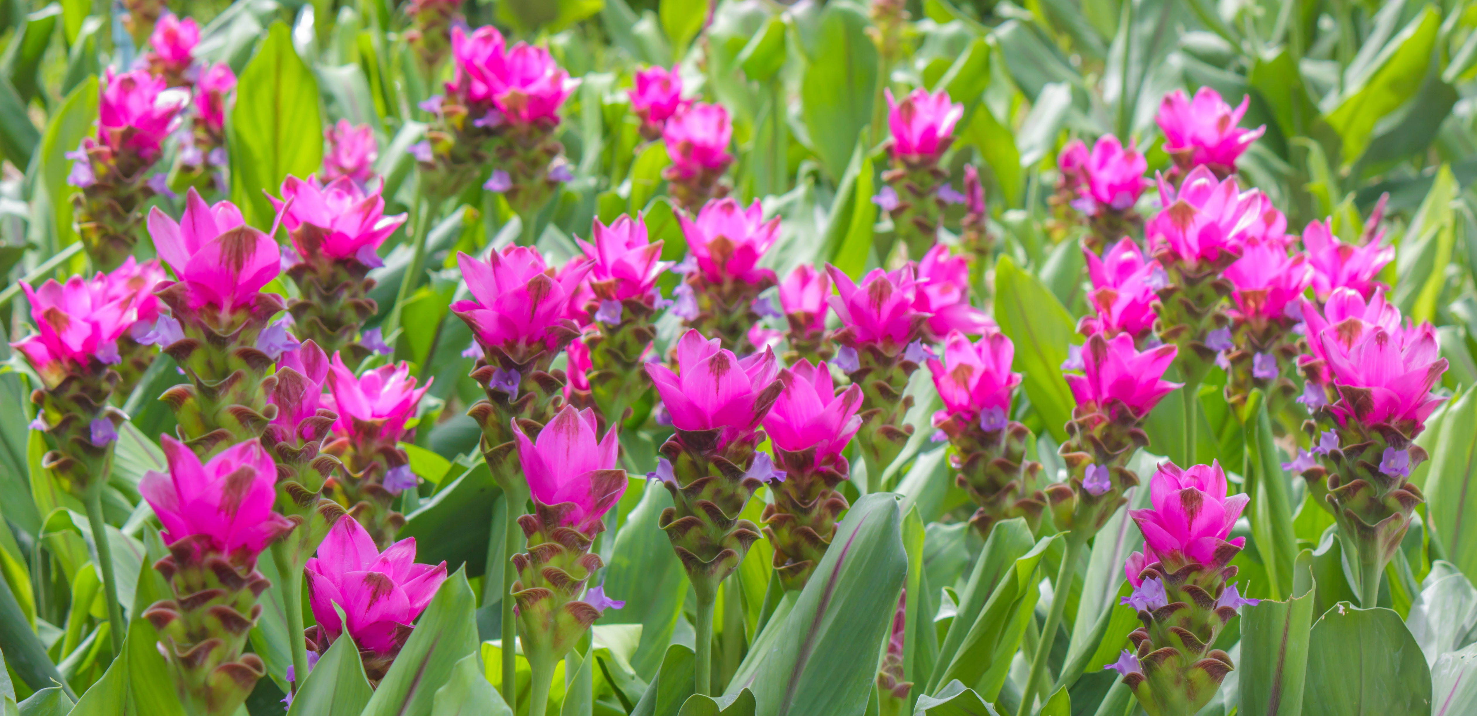 Siam Tulip Bulbs For Sale