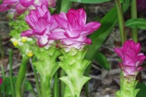 Spring Blooming Curcuma
