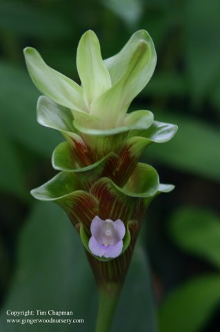 Curcuma hybrid ZebraChocoTop