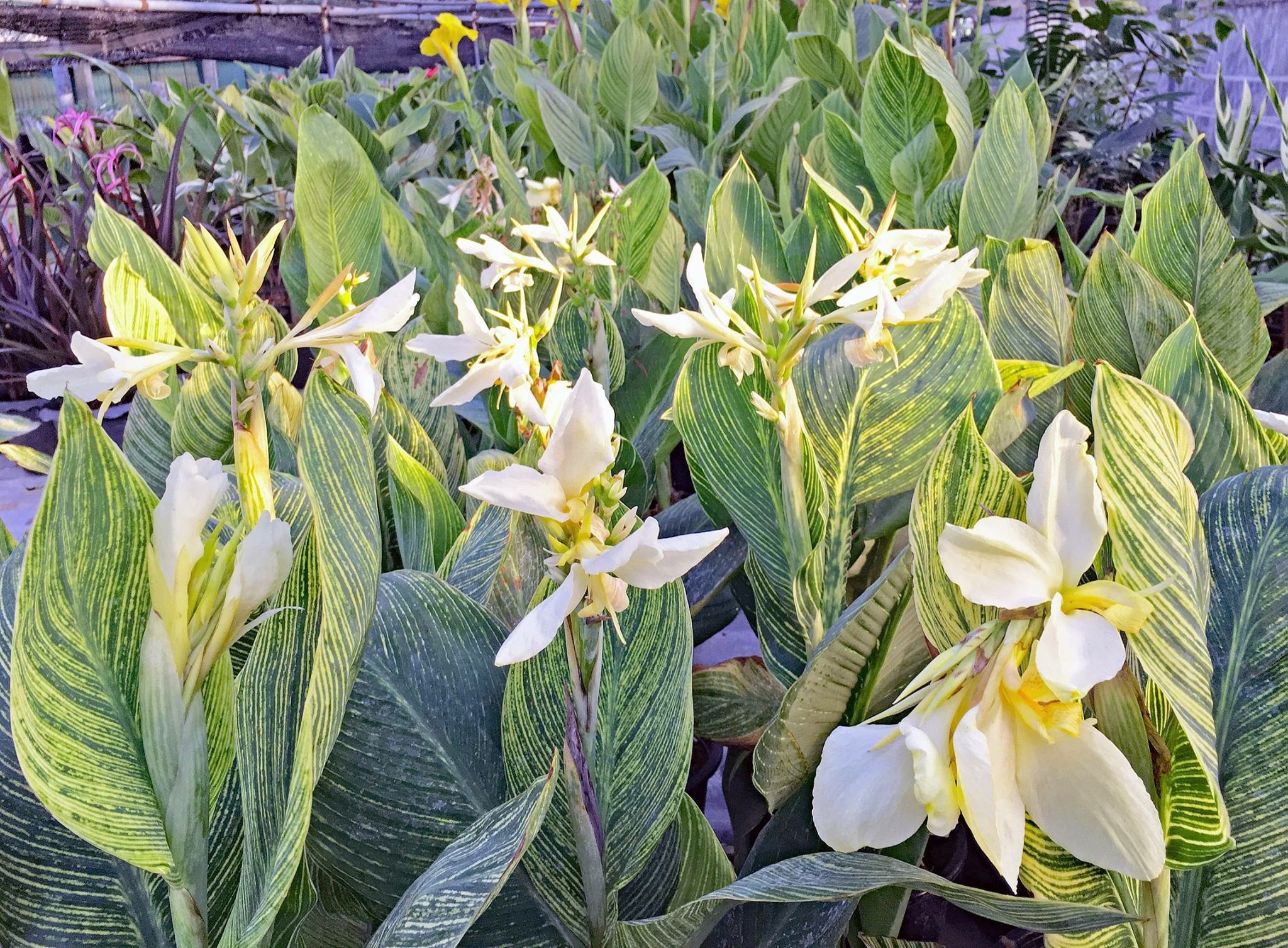 White canna lily plant