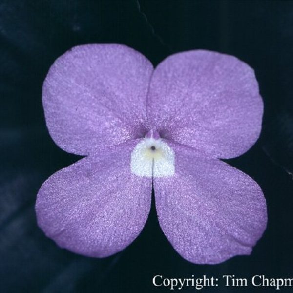 Kaempferia pulchra ‘Silverspot’