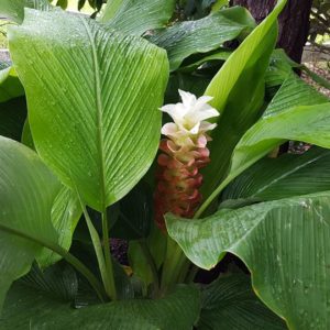 Curcuma elata 'Giant Plume Ginger' - Gingerwood Nursery