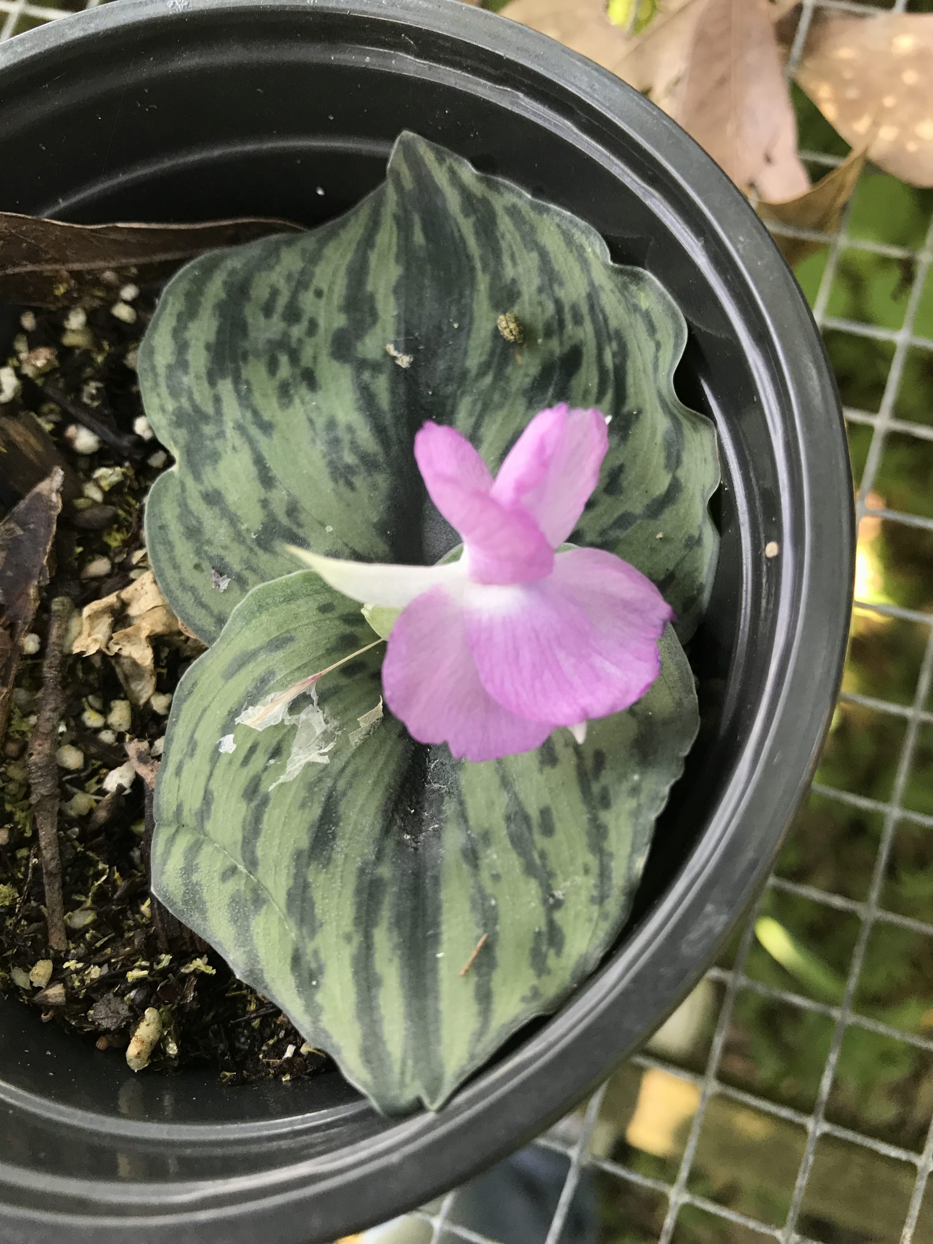 Night Blooming Moon Flowers - Growing With Plants