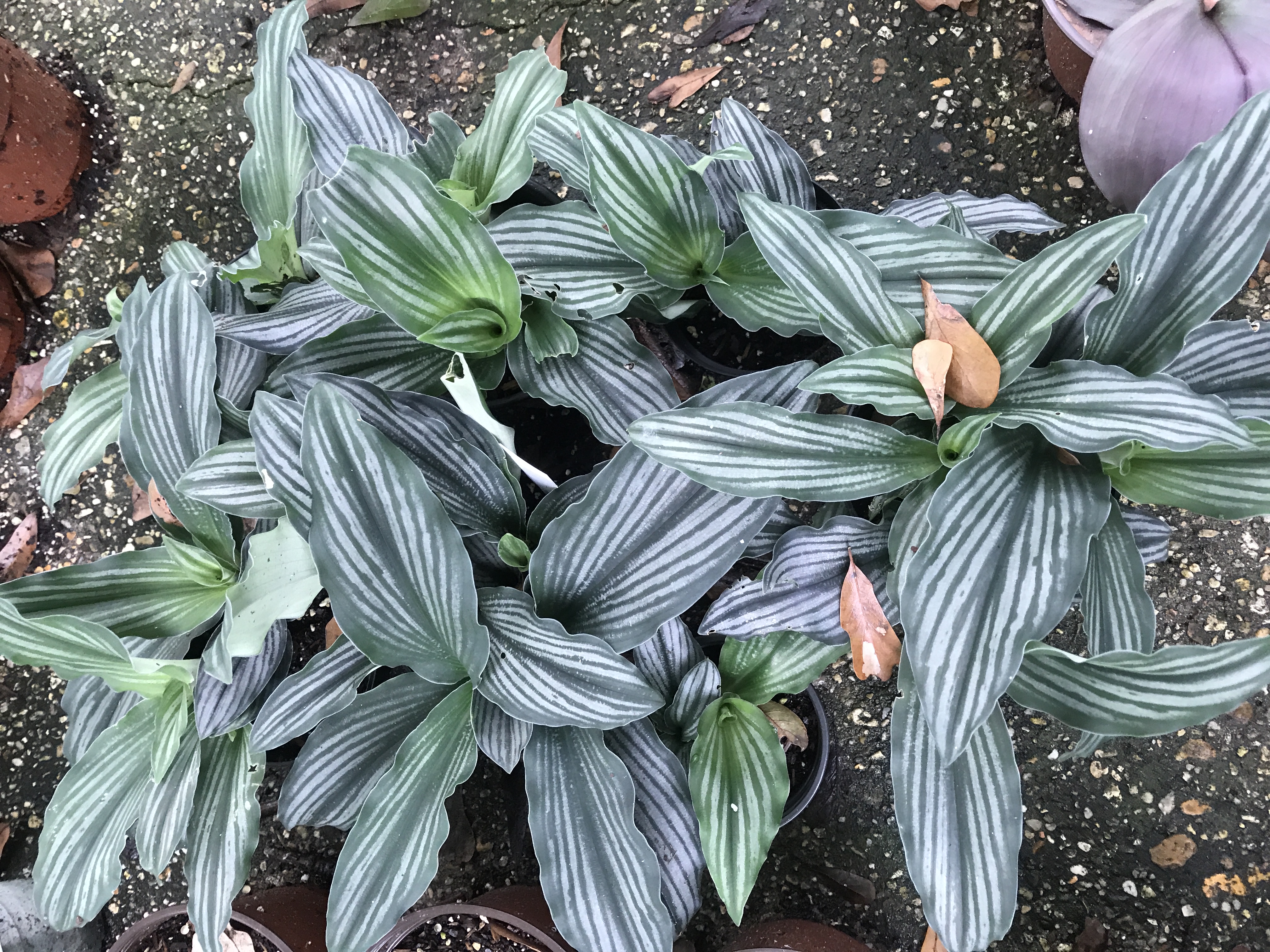 Kaempferia angustifolia 'Laos Silver Stripe' - Gingerwood Nursery