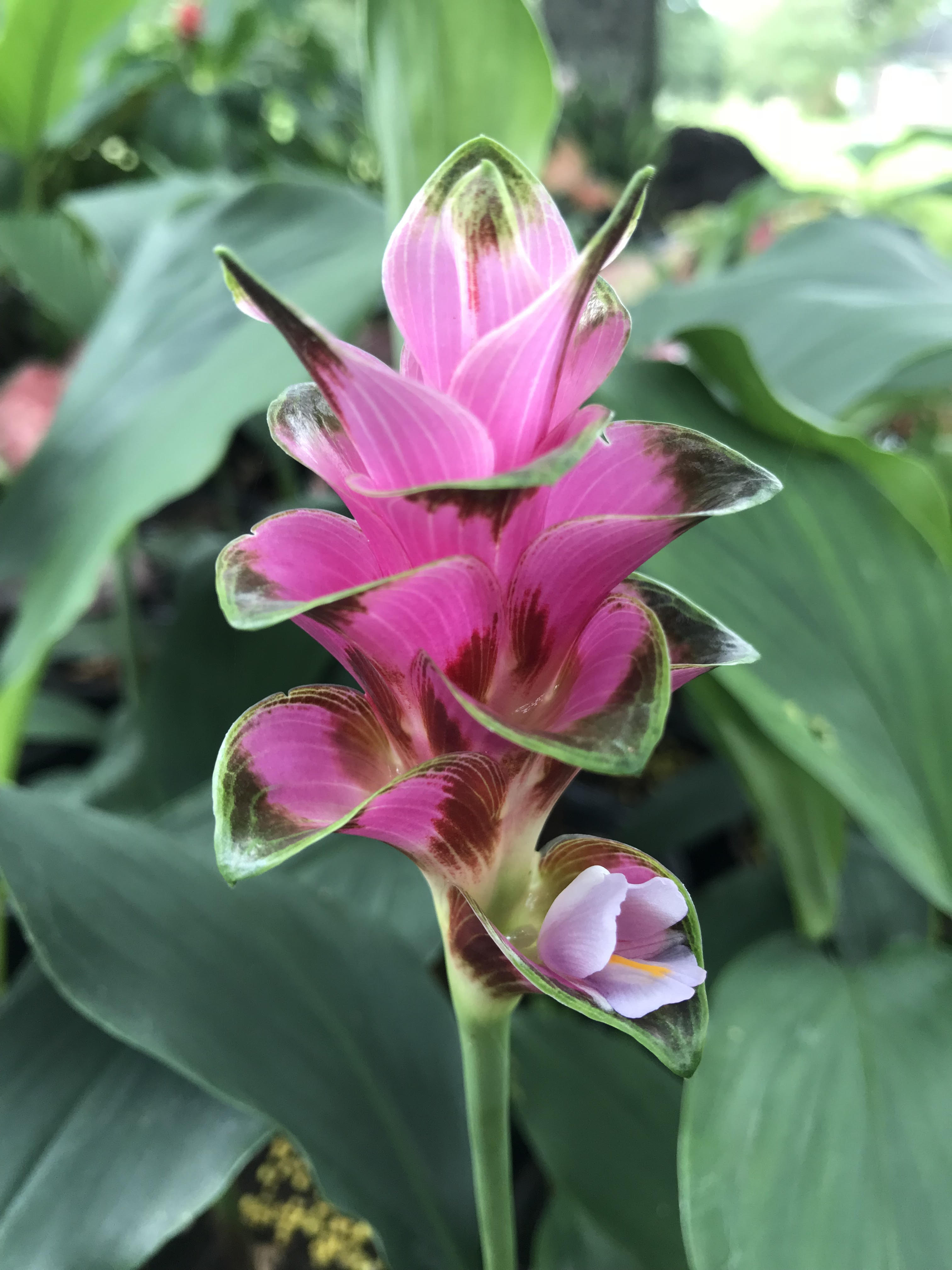 Curcuma hybrid 'Maetang Sunrise' Gingerwood Nursery