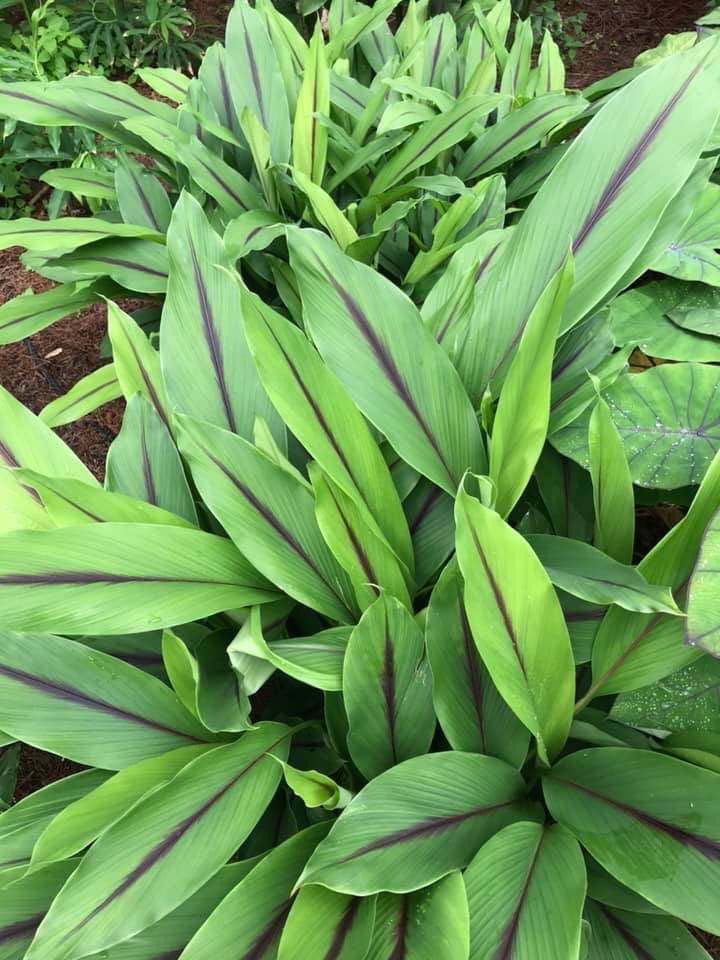 Curcuma caesia 'Black Turmeric' - Gingerwood Nursery