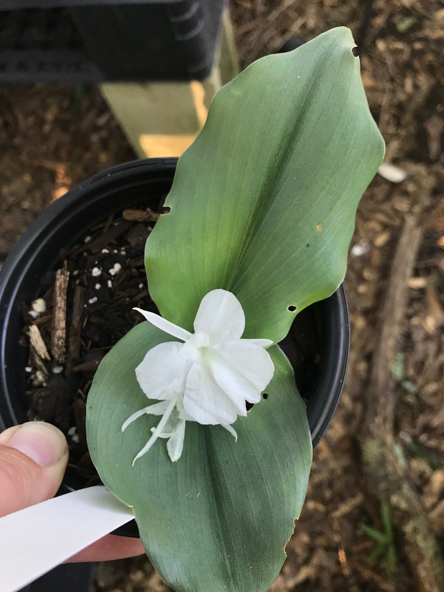 Kaempferia champasakensis - grey leaf form - Gingerwood Nursery